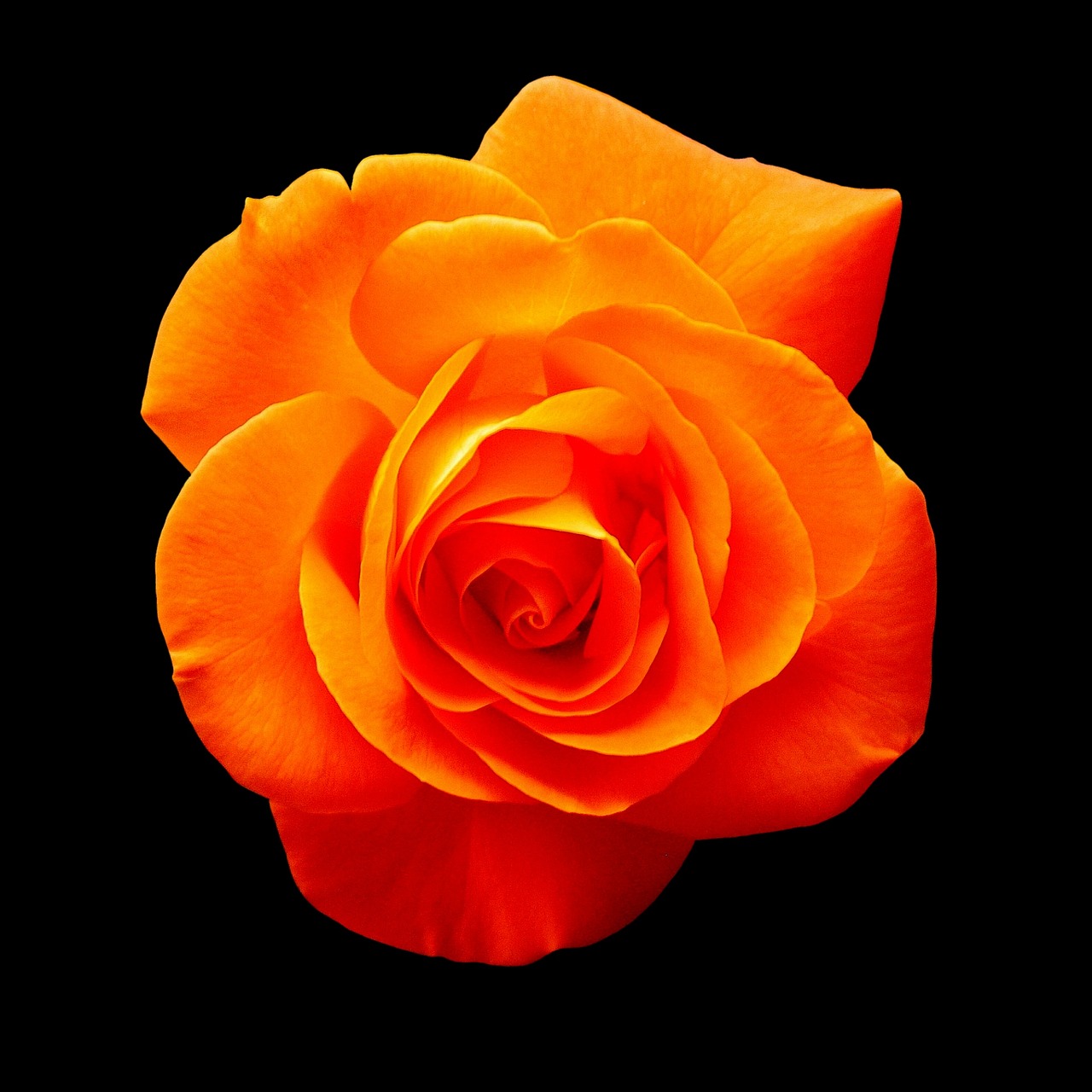 rose orange blossom free photo