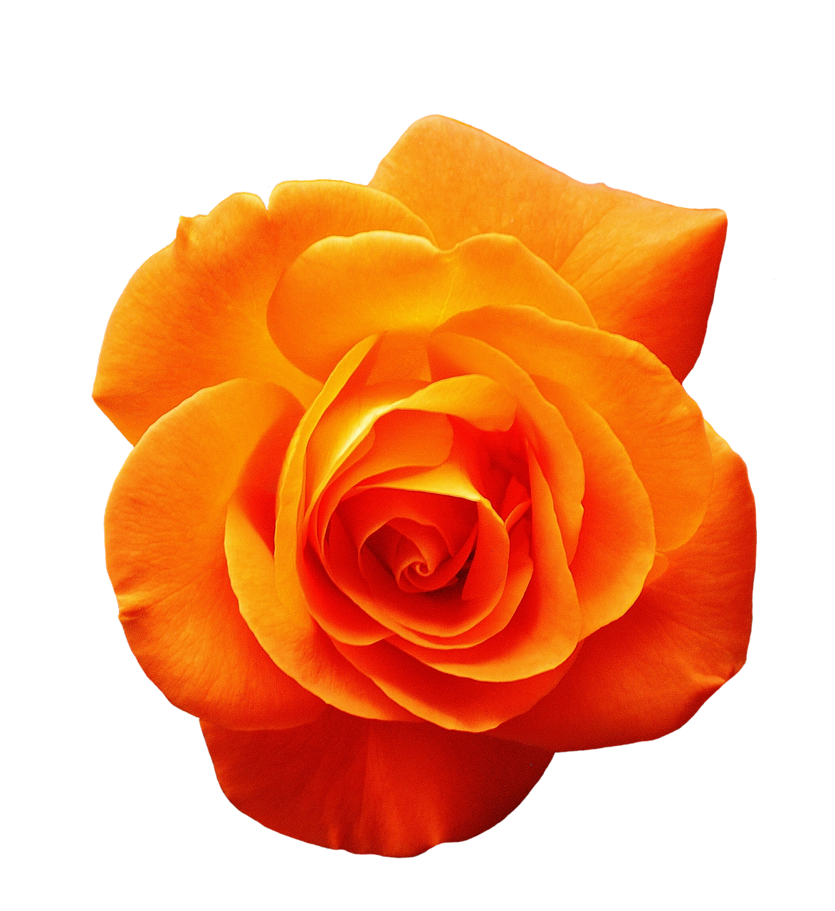 rose orange blossom free photo