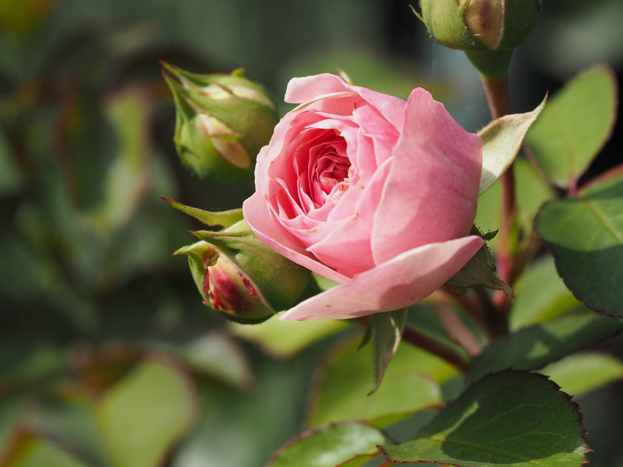 rose nature red free photo