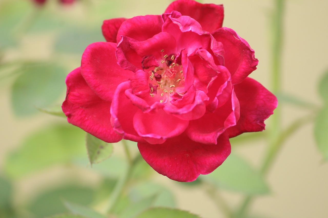 rose plant red free photo