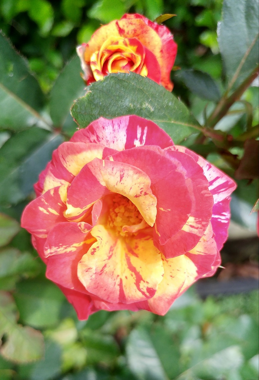 rose bicolor flower free photo