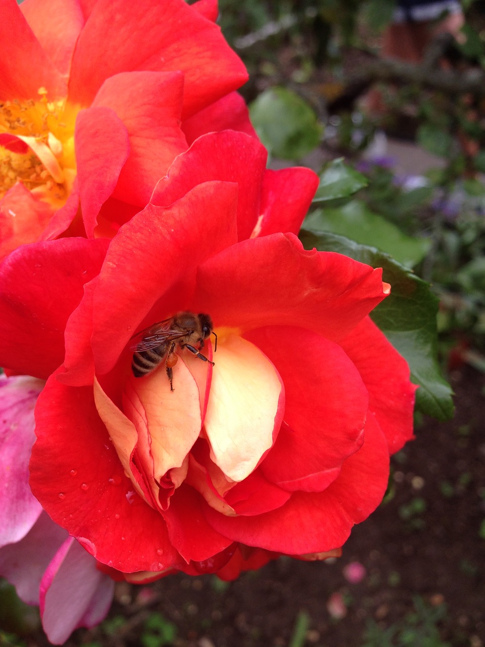 rose colorful bee free photo