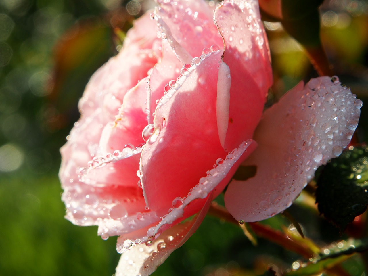 rose rose flower blossom free photo