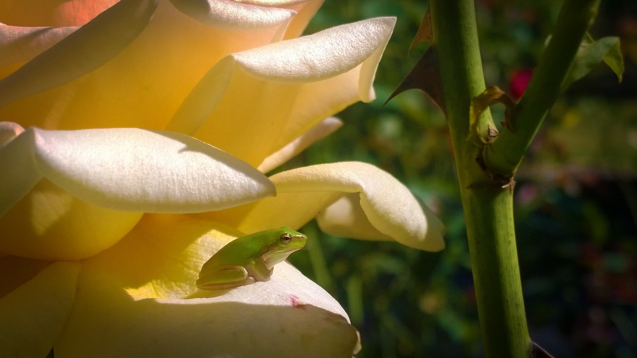 rose frog rose garden free photo