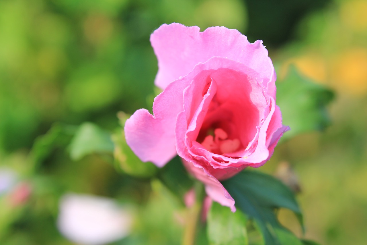 rose pink rose bloom free photo