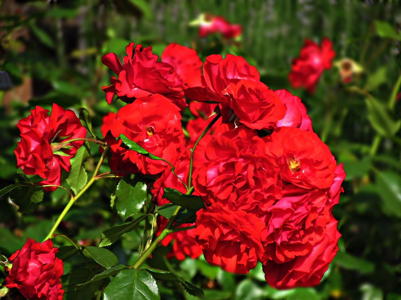 rose bush flowering free photo