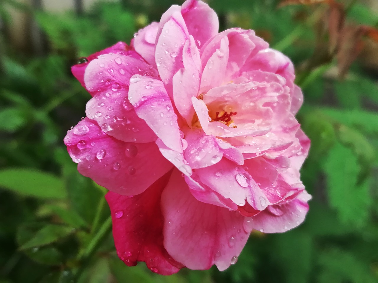 rose pink flowers free photo