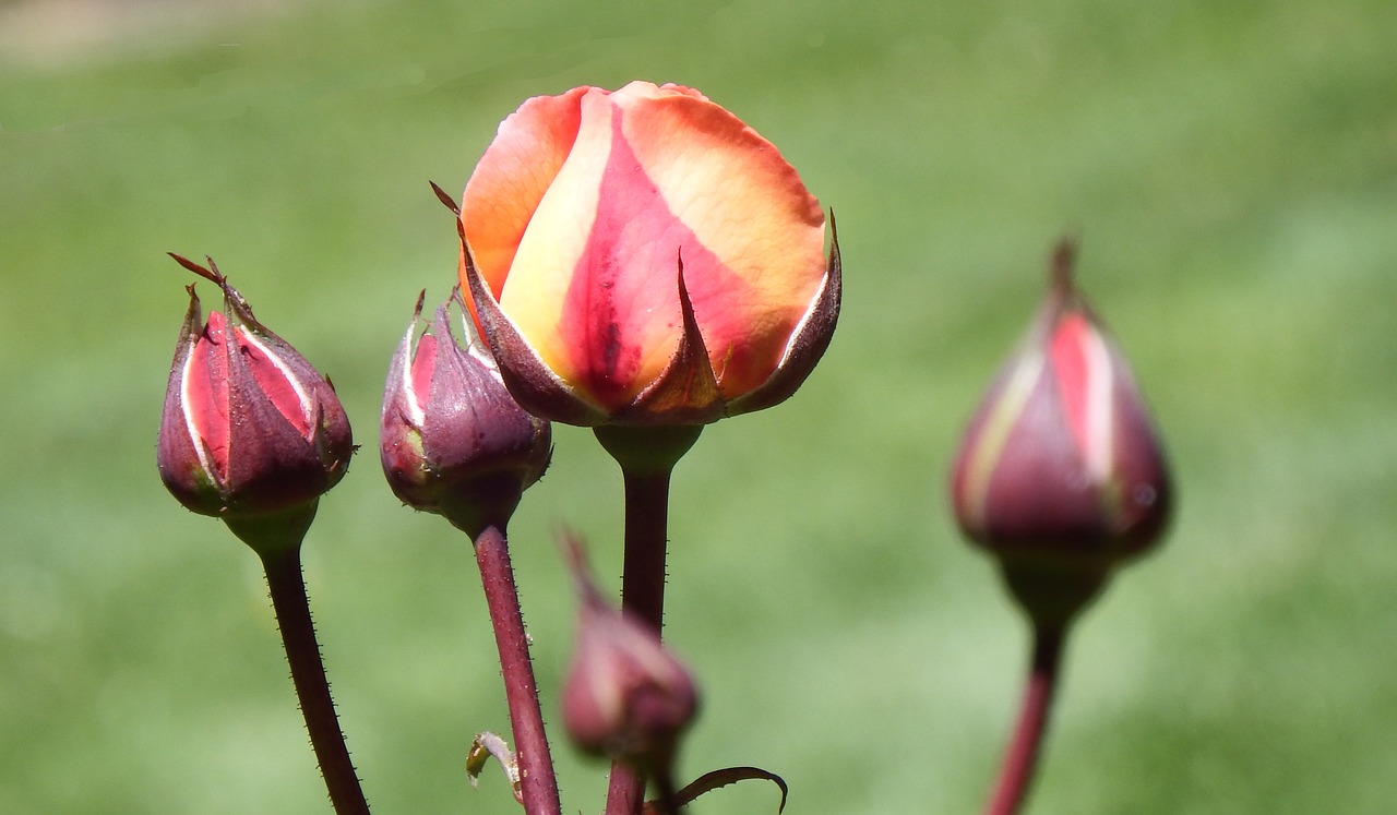 rose buds floral free photo