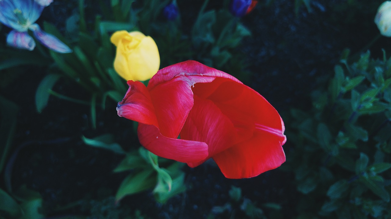 rose bloom red free photo