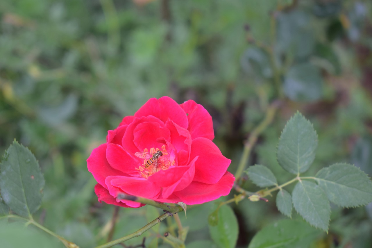 rose flower nature free photo