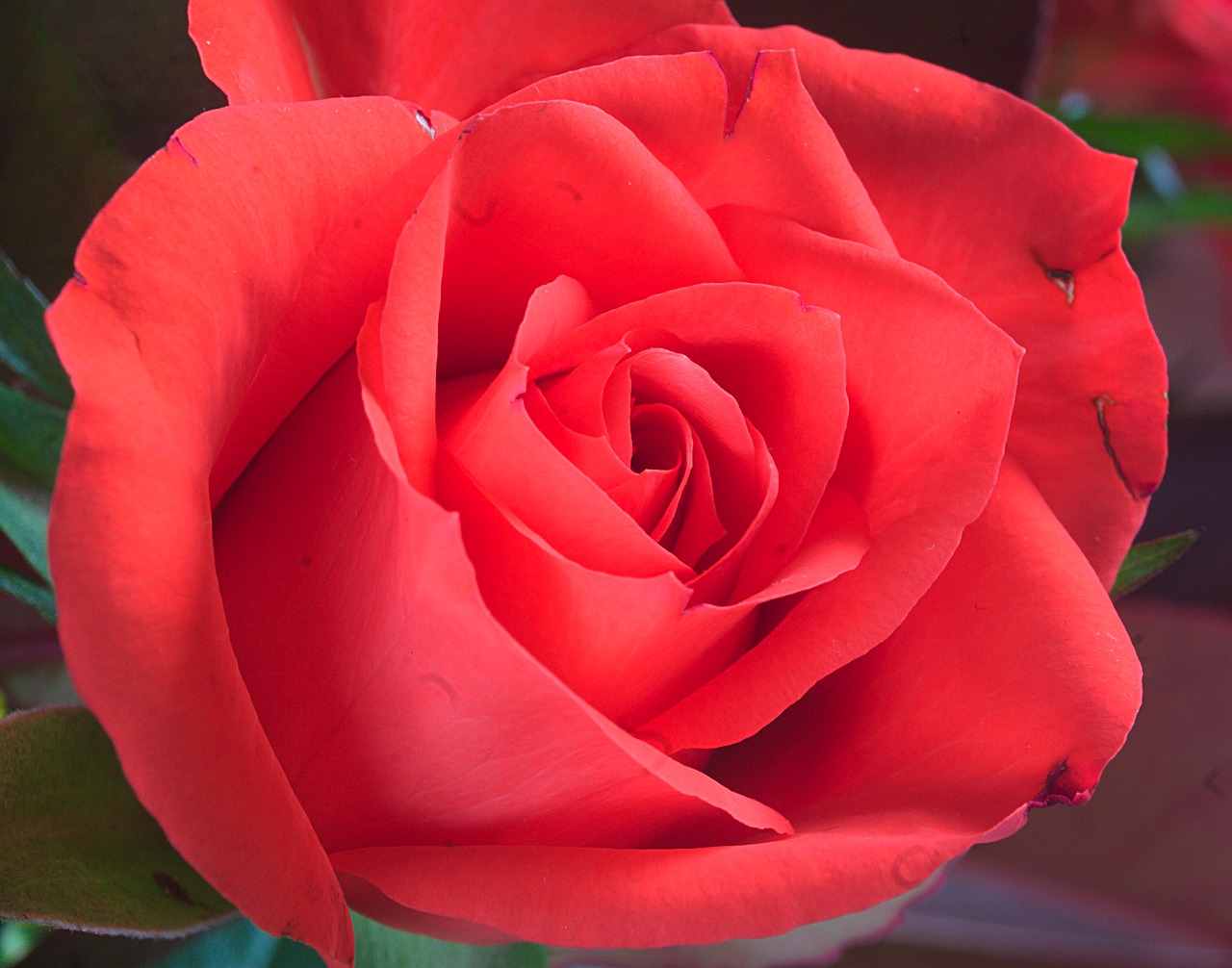 rose red flower free photo