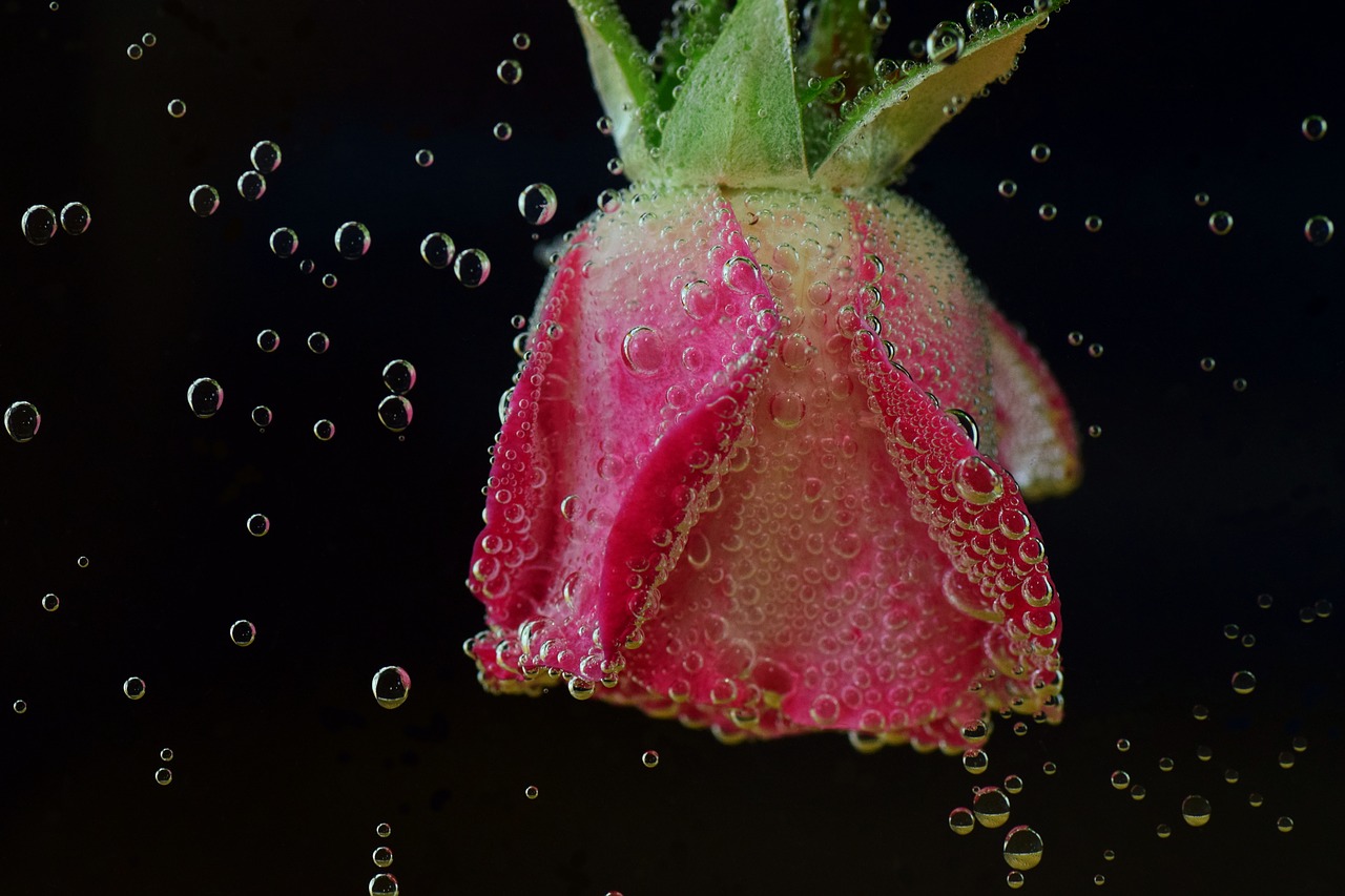 rose submerged in water