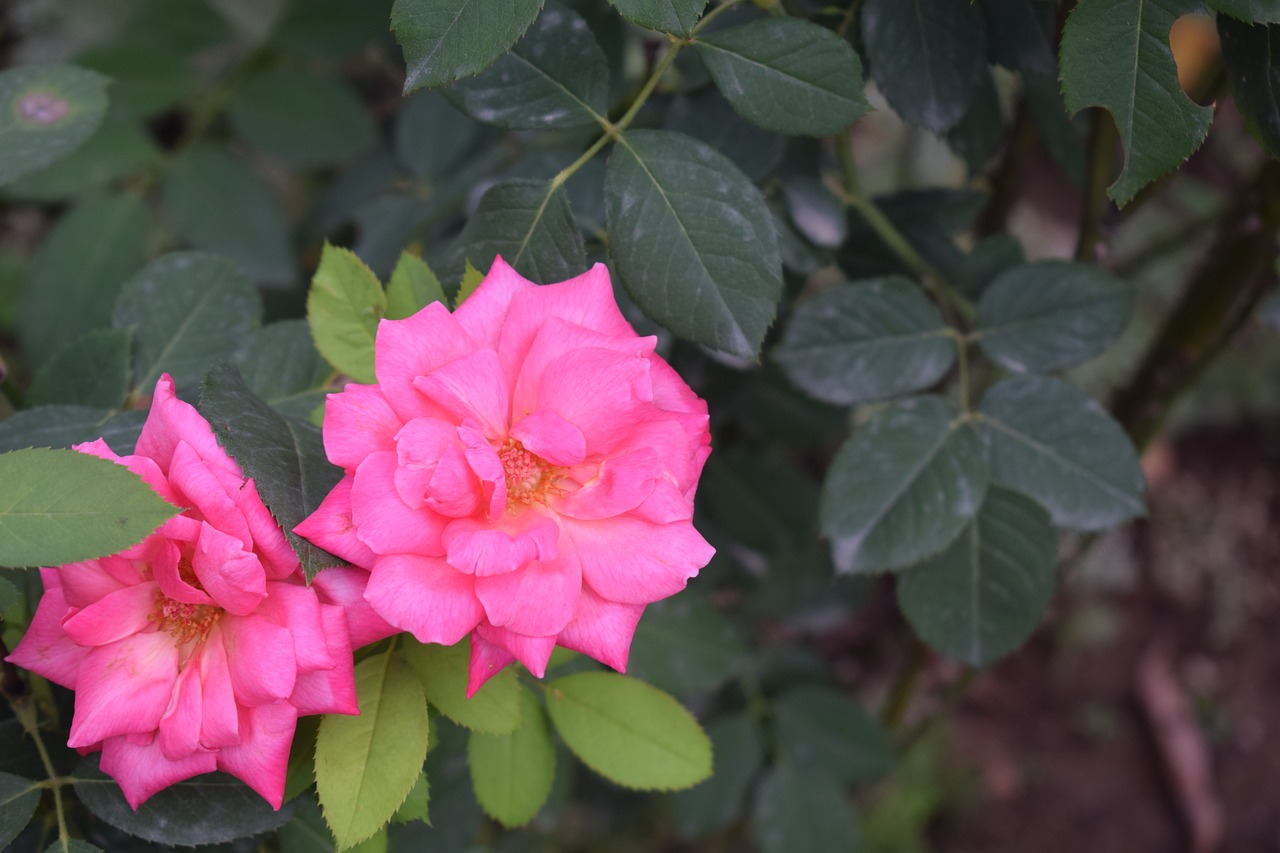 rose pink flower free photo