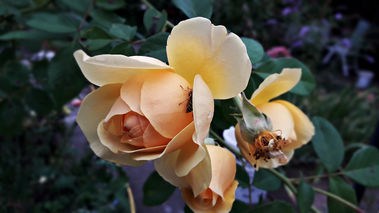 rose bush flowering free photo