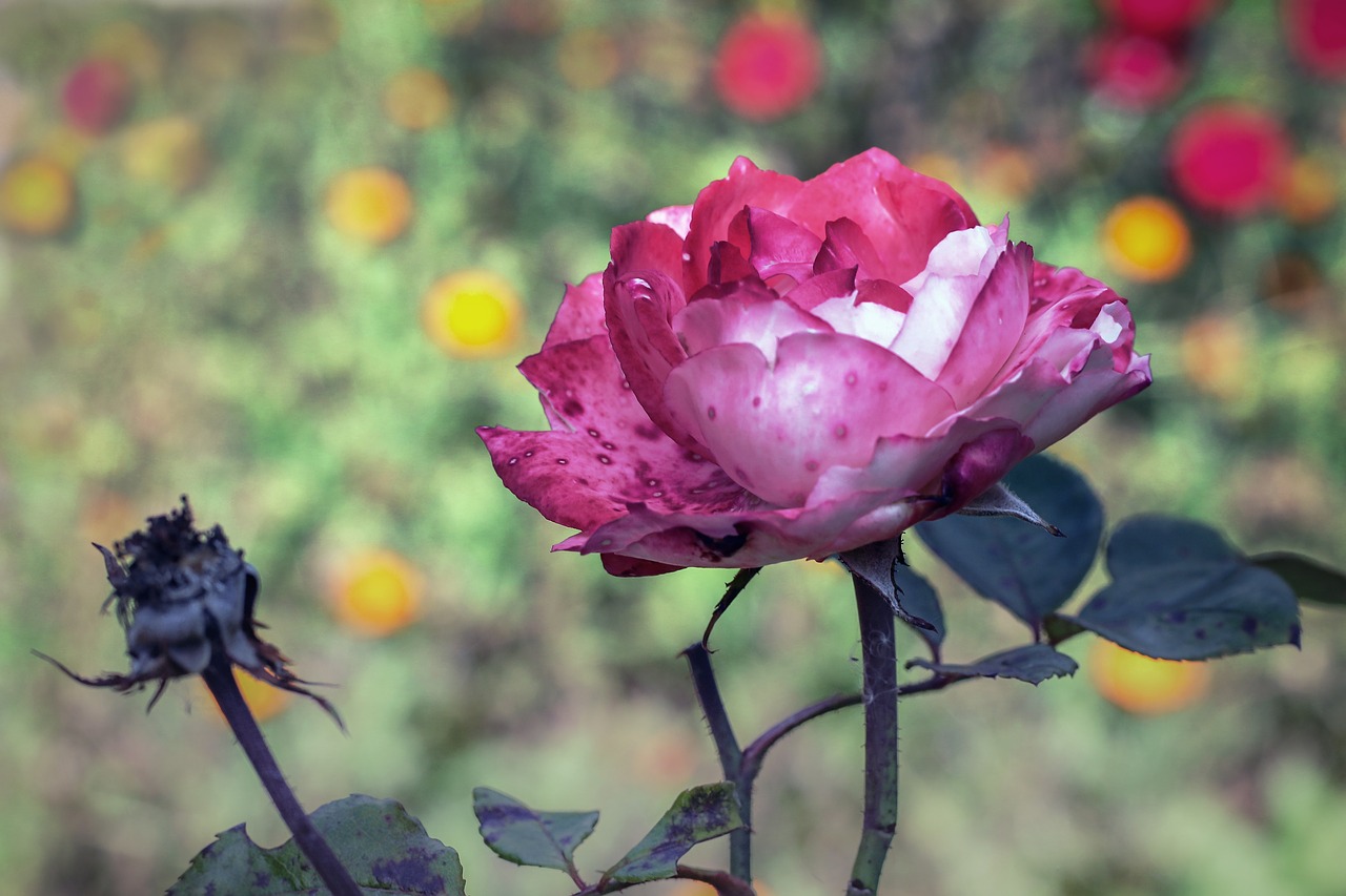 rose garden blossom free photo