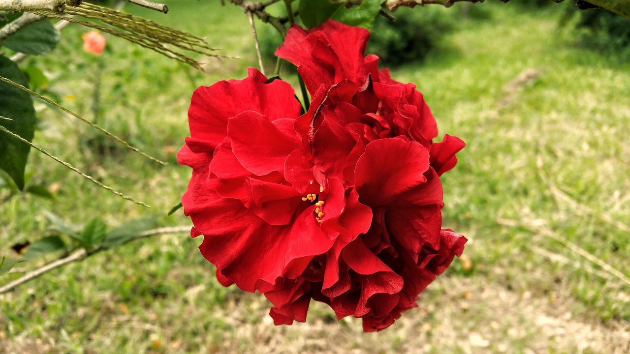 rose red flower free photo