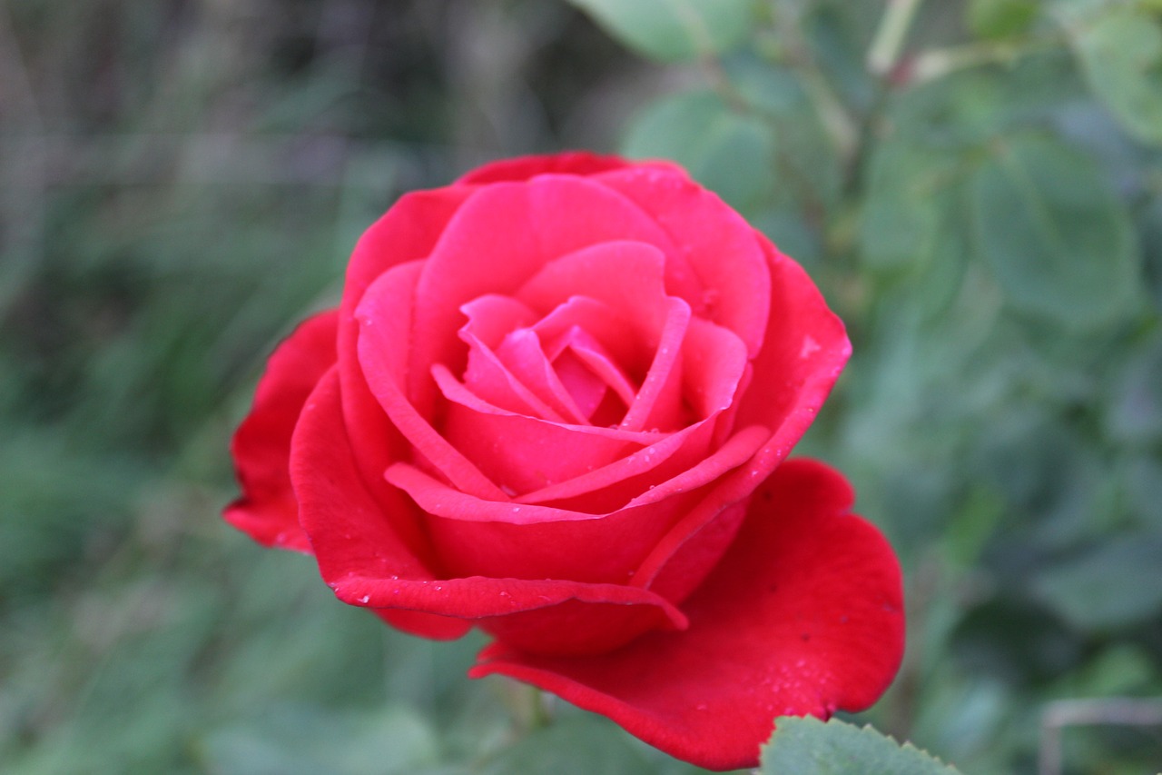 rose red rose flower free photo