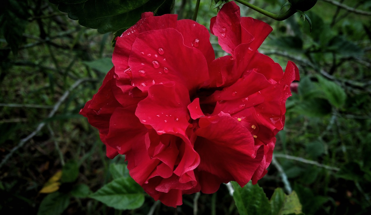 rose red flower free photo