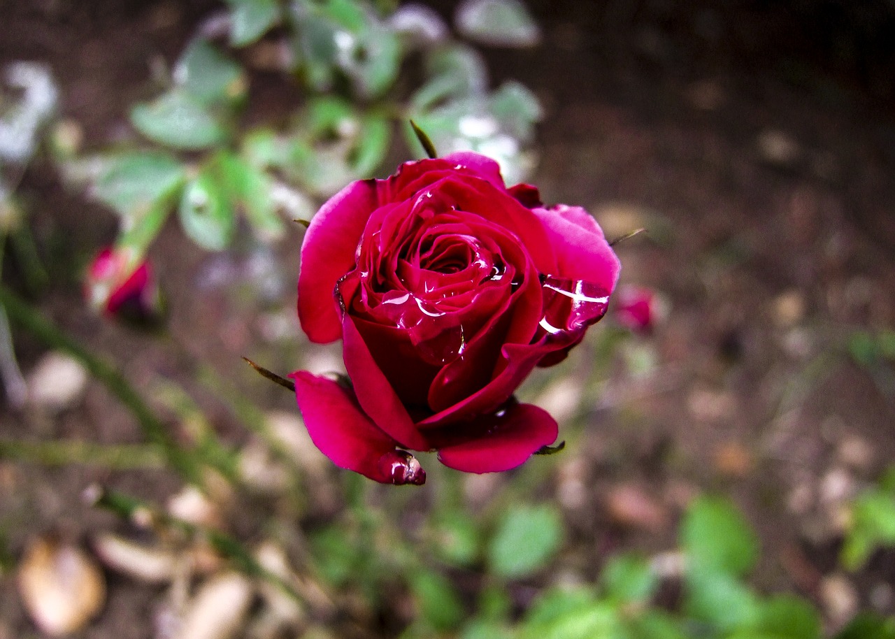 rose red flower free photo