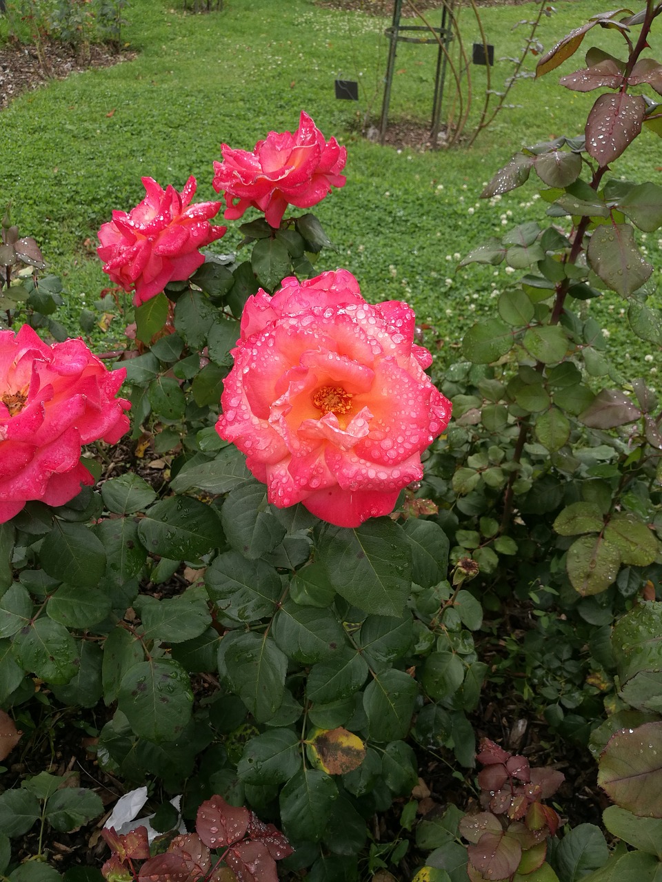 rose drop of water beautiful free photo