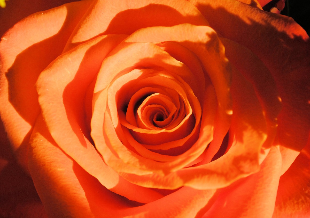 rose orange nature free photo