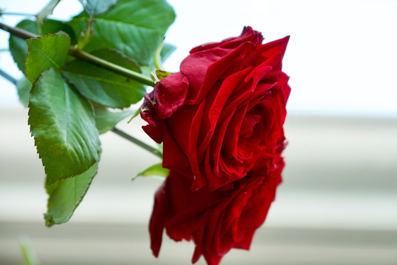 rose red love free photo