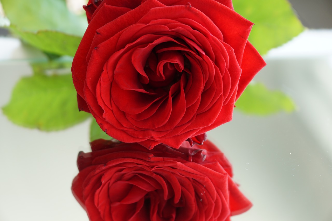 rose red love free photo