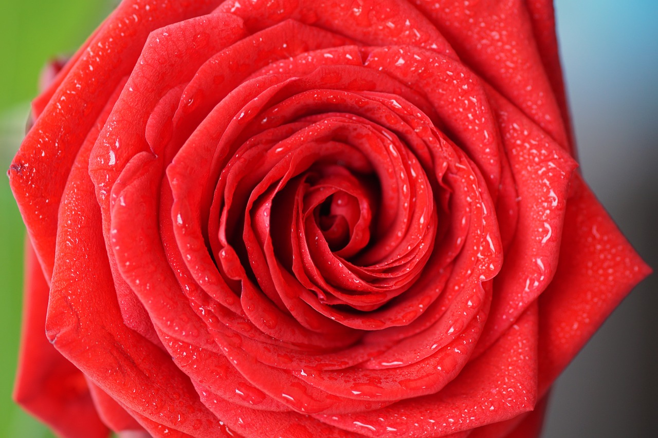 rose red love free photo