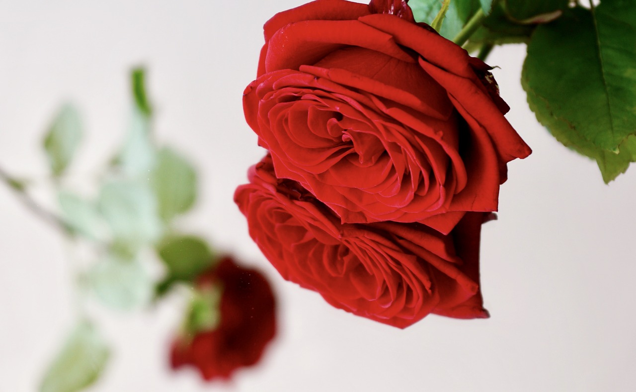 rose red love free photo