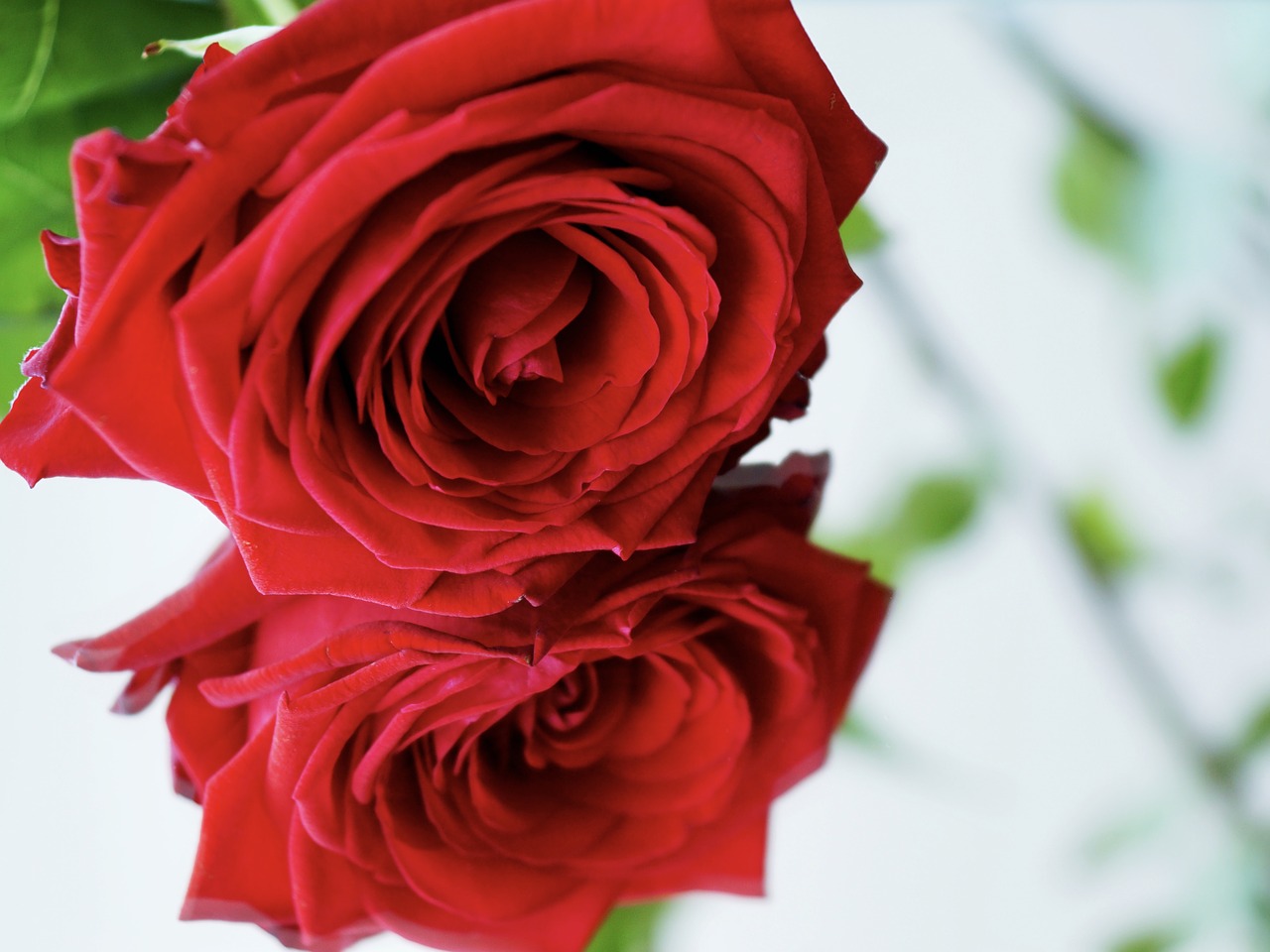 rose red love free photo