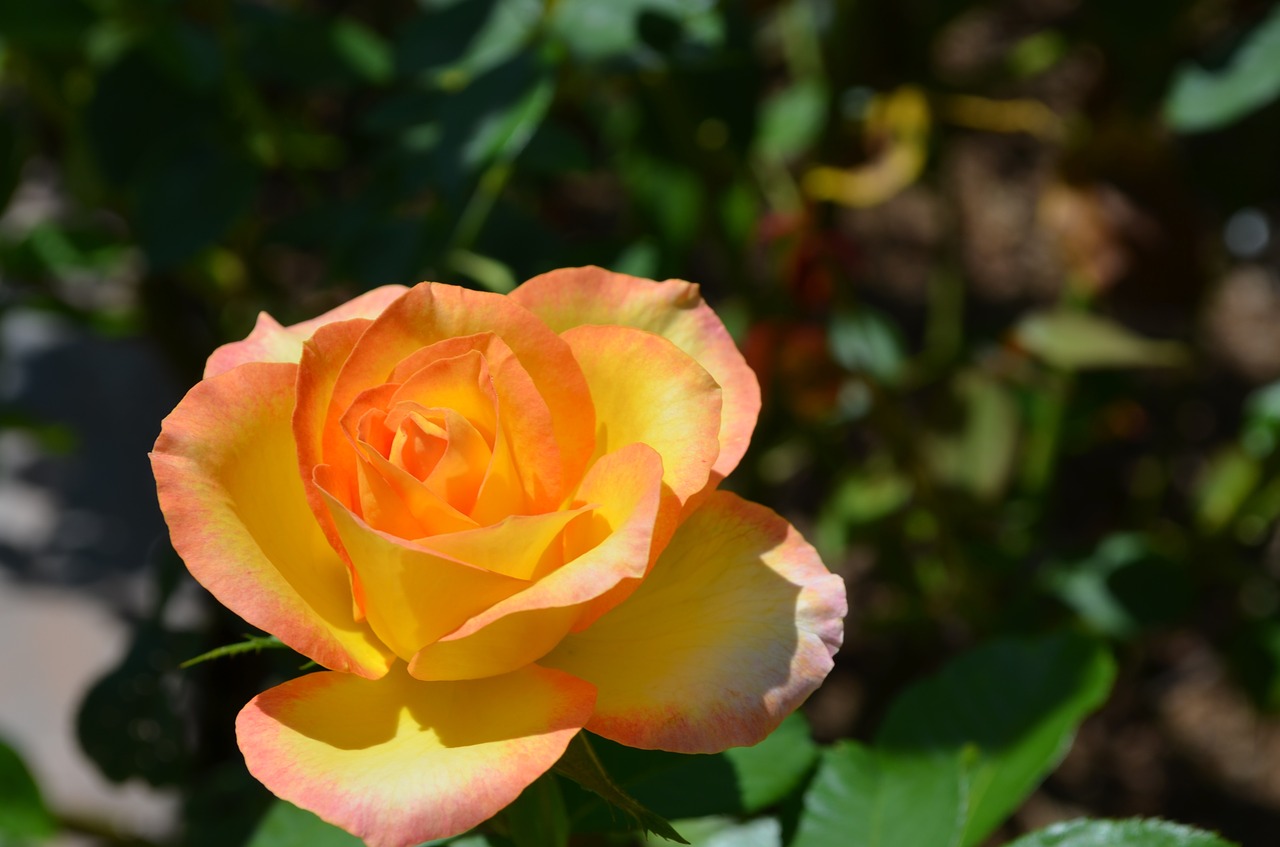 rose flower garden free photo