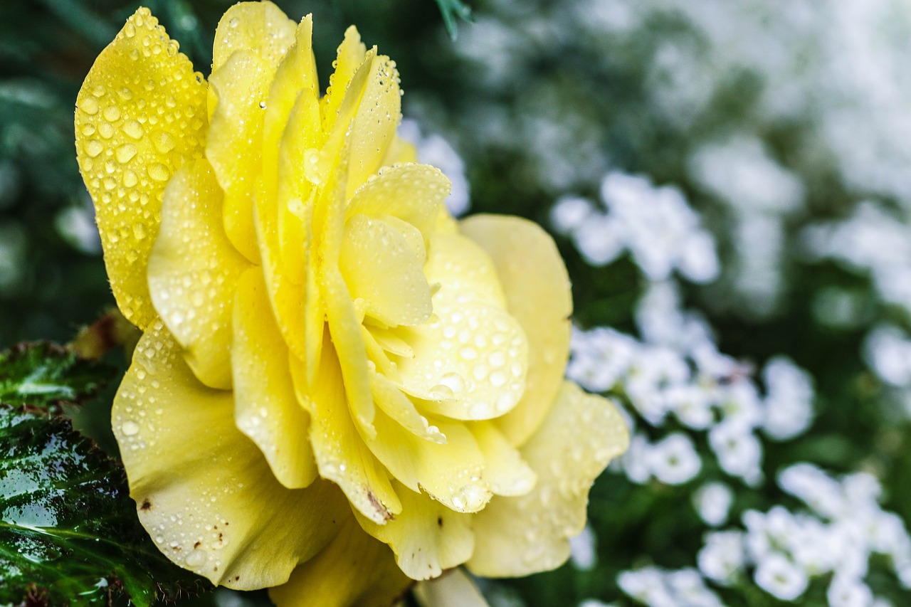 rose yellow flower free photo