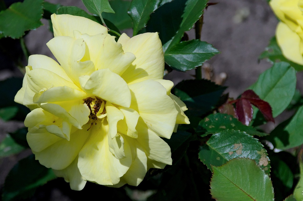 rose macro rose flower free photo