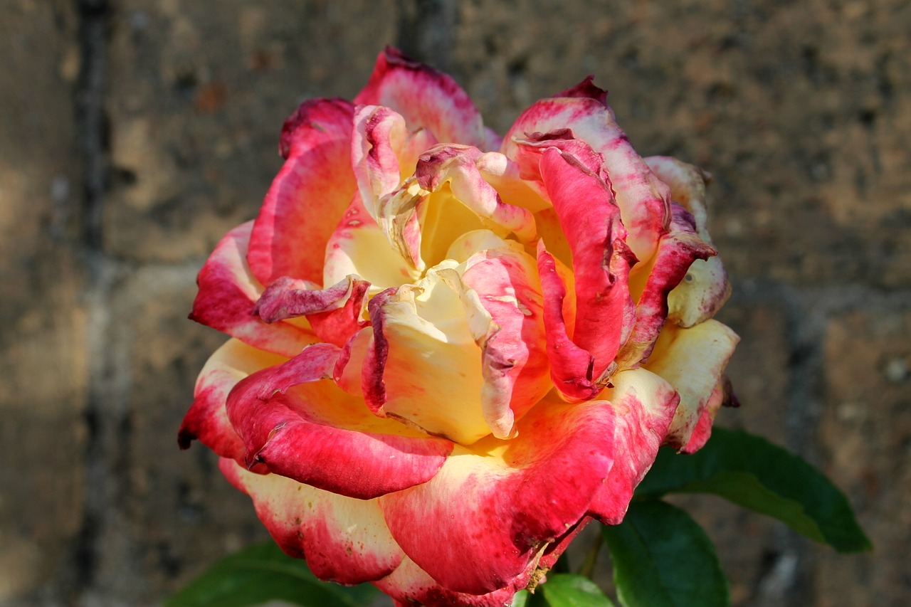 rose flower blossom free photo