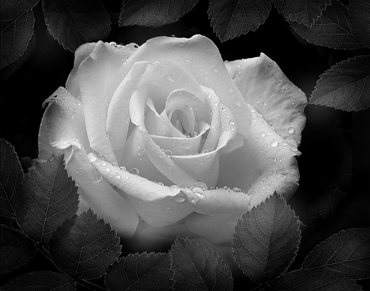 rose black and white photo flowers free photo