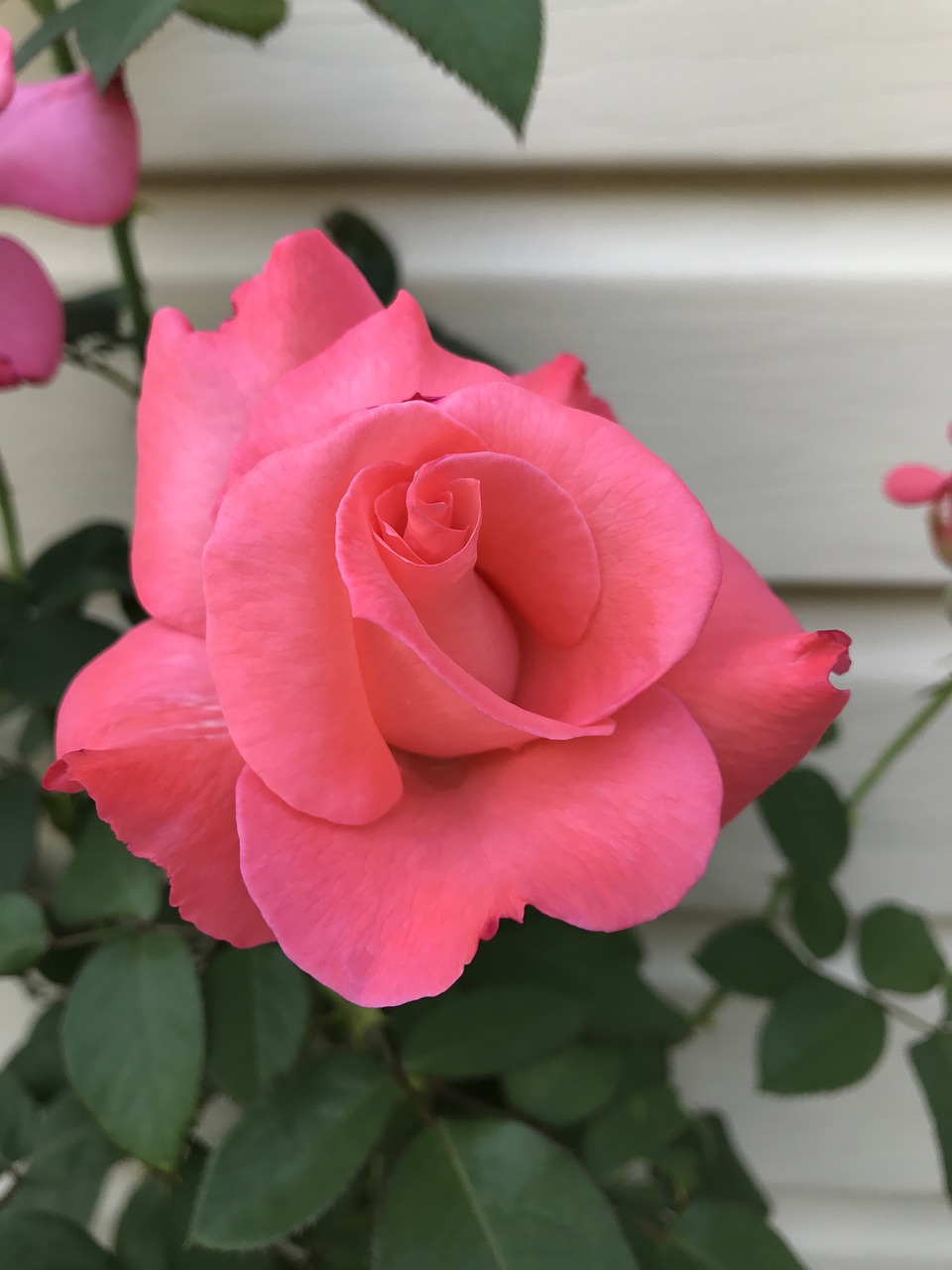 rose spring summer free photo