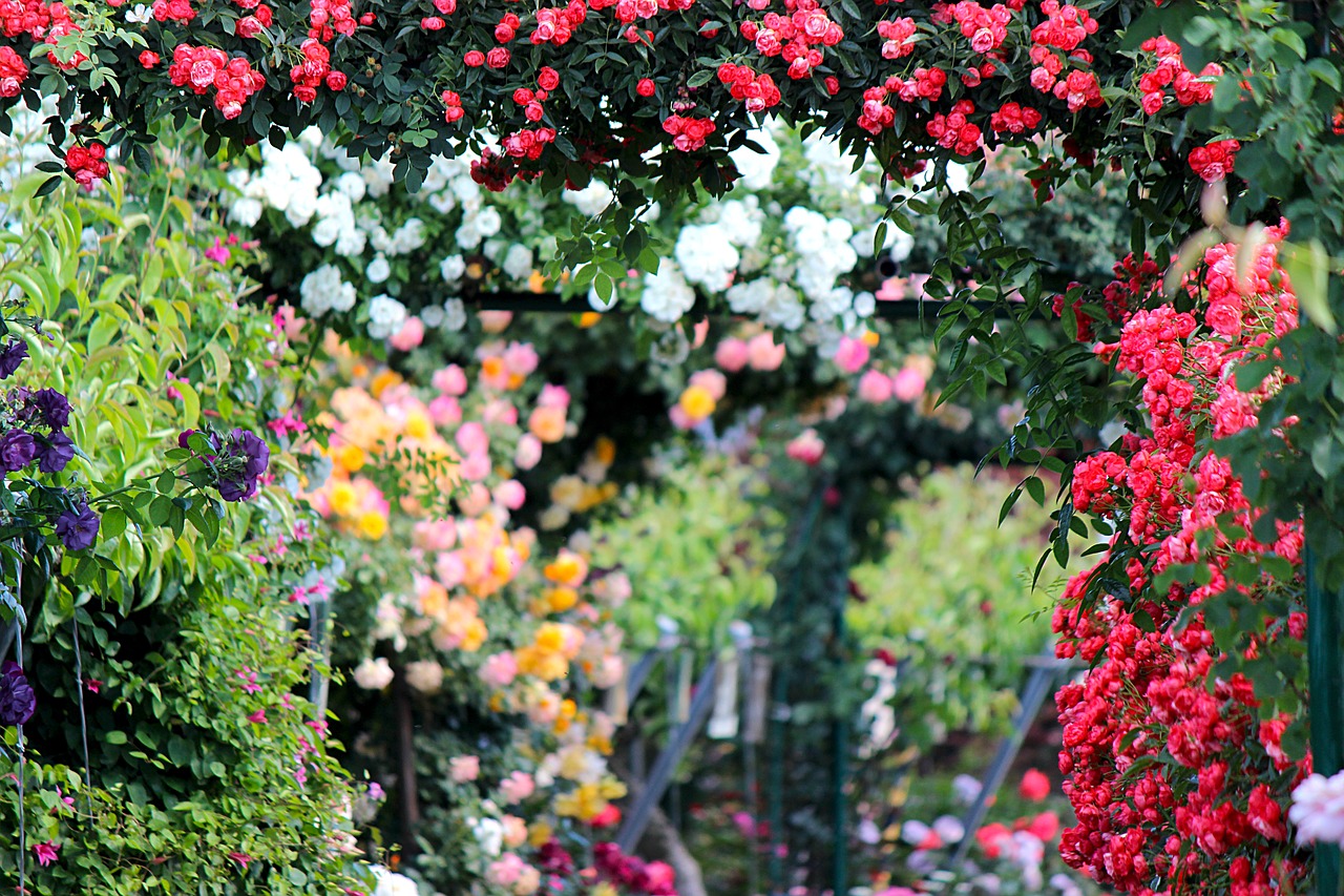 rose roses rose garden free photo