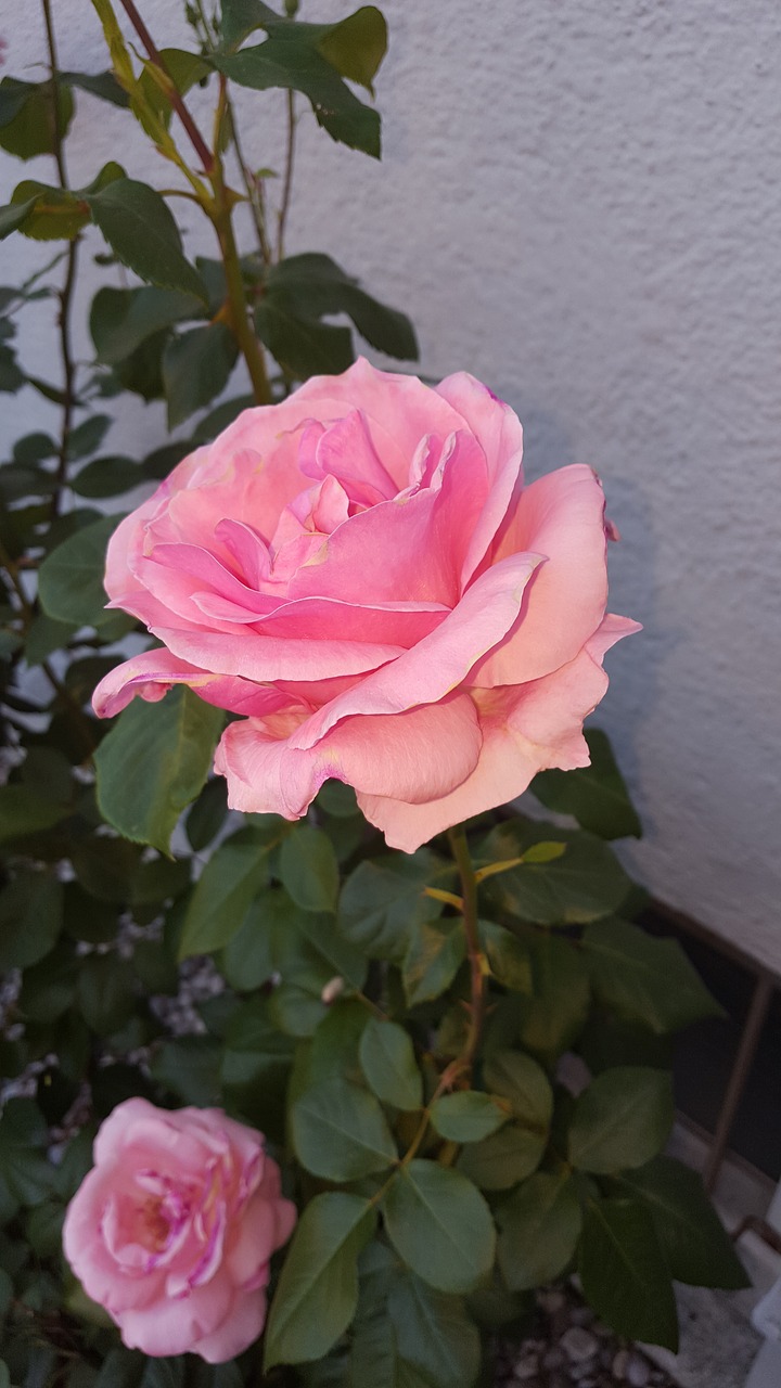 rose pink rose bloom free photo