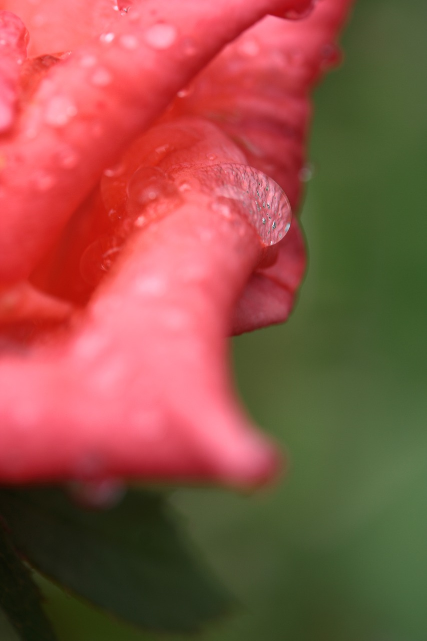 rose macro pink free photo