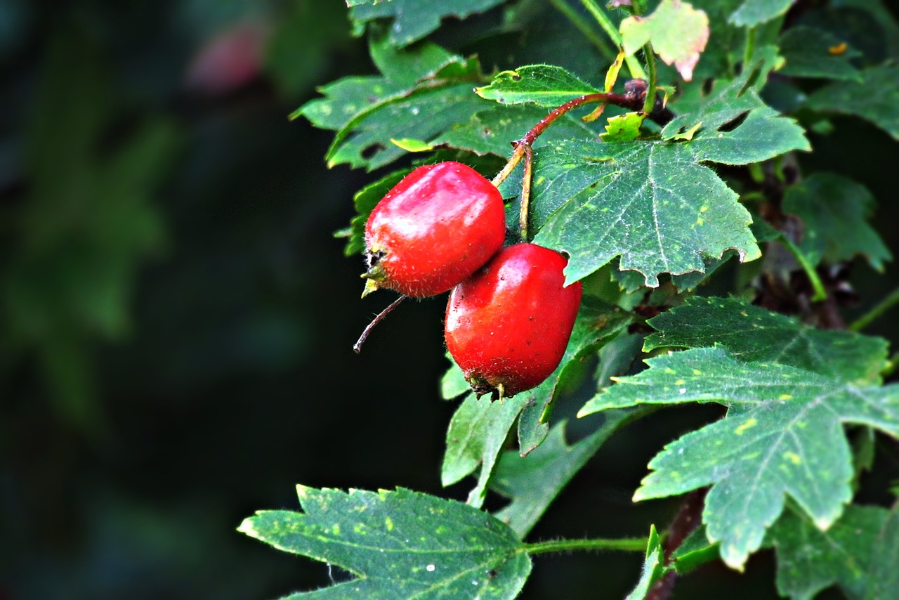 rose wild bush free photo