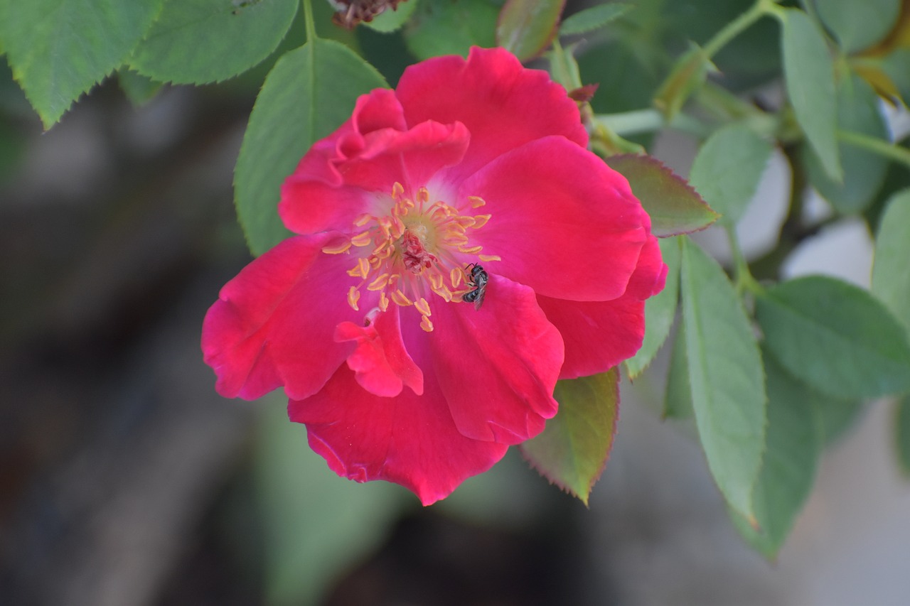 rose honey bee bee on a flower free photo