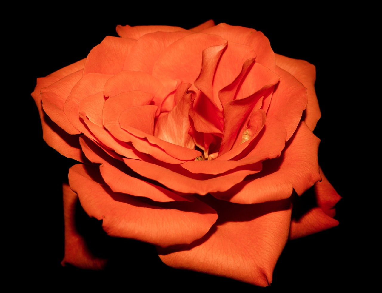 rose orange rose orange flora free photo