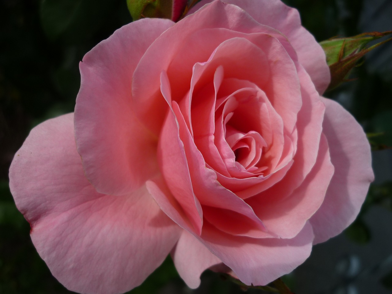 rose flower gorgeous free photo