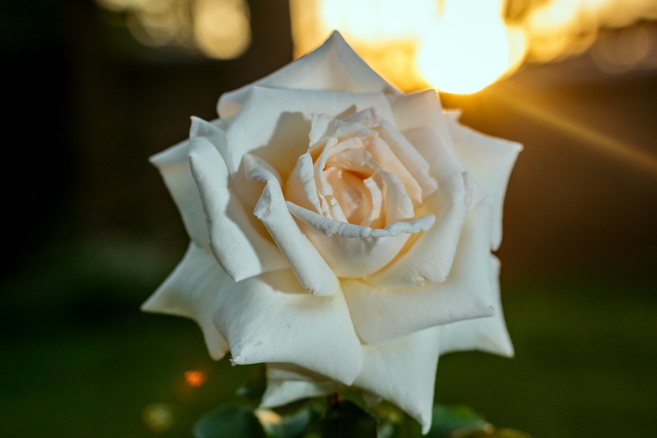 rose sunset rose white rose free photo