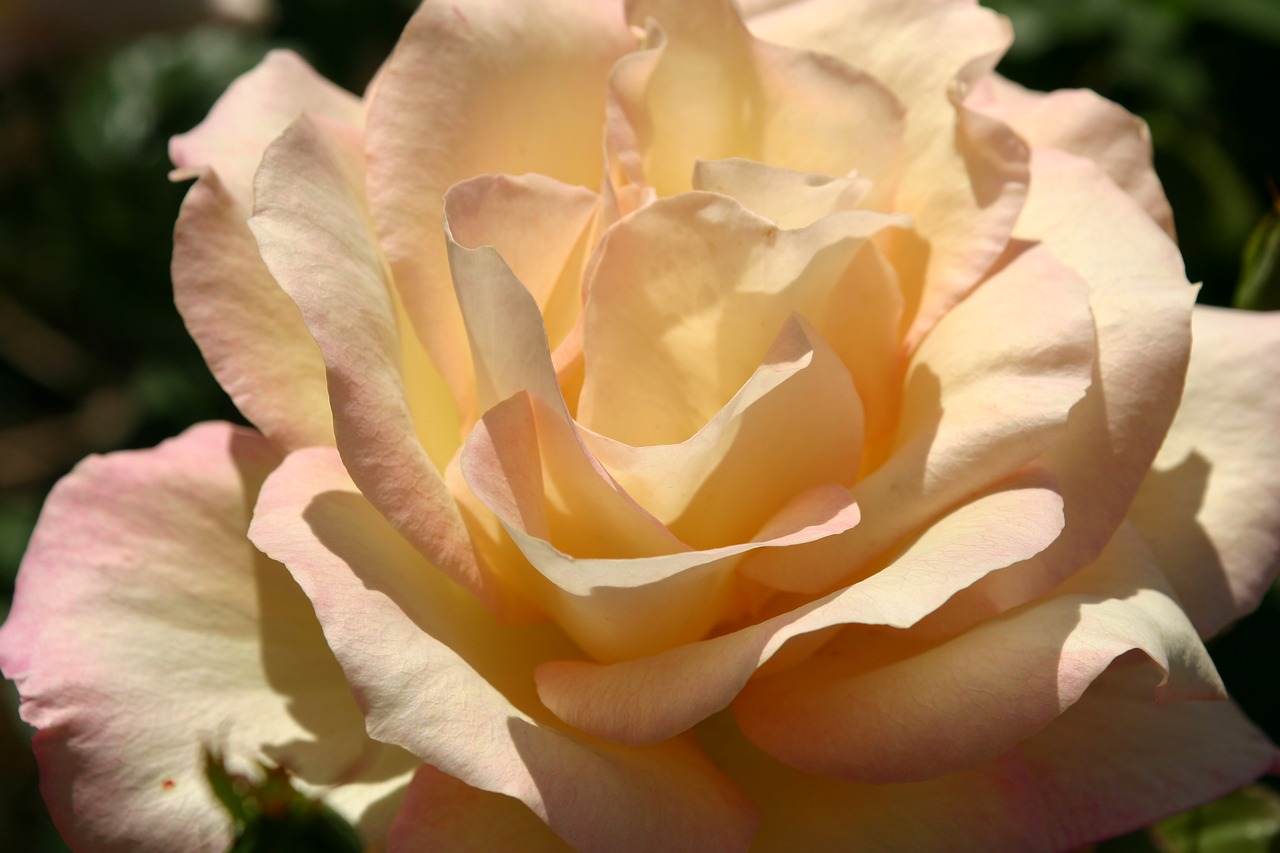 rose bloom closeup free photo