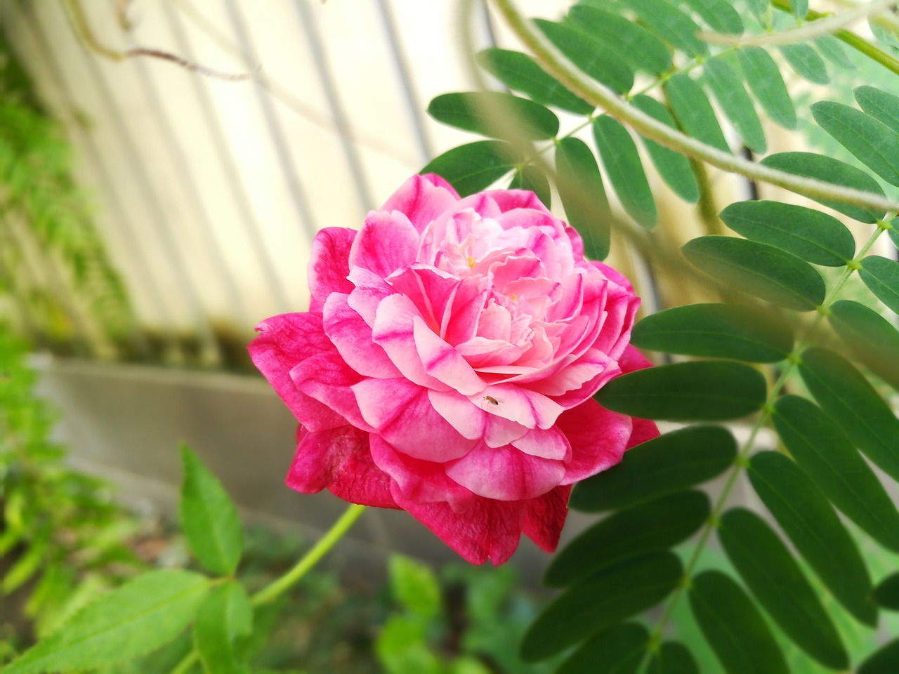 rose pretty pink free photo