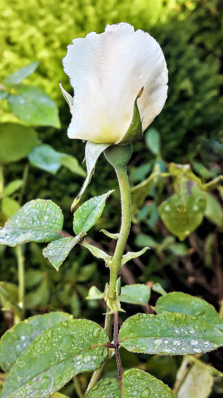 rose floribunda single bloom free photo