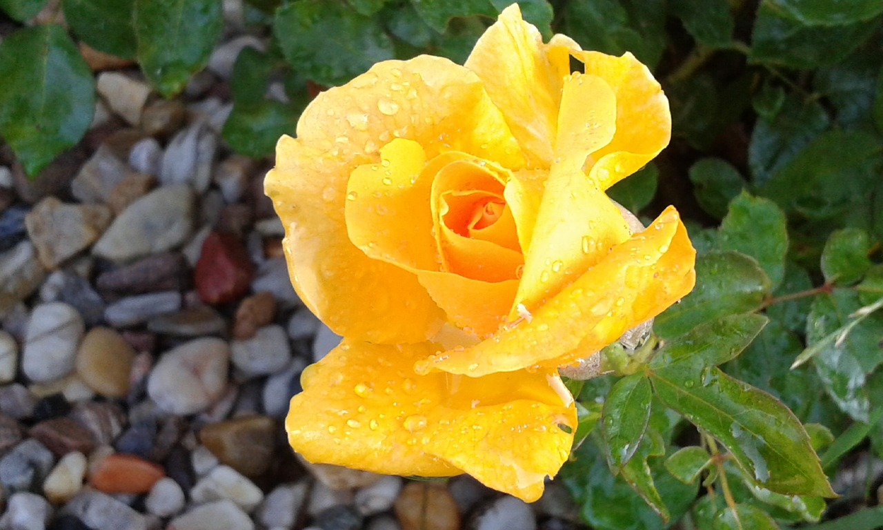 rose yellow drops free photo