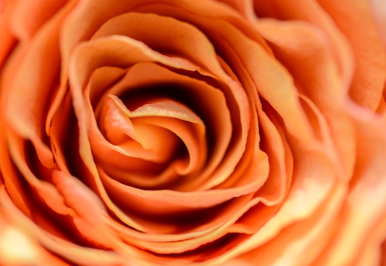 rose bud close-up free photo