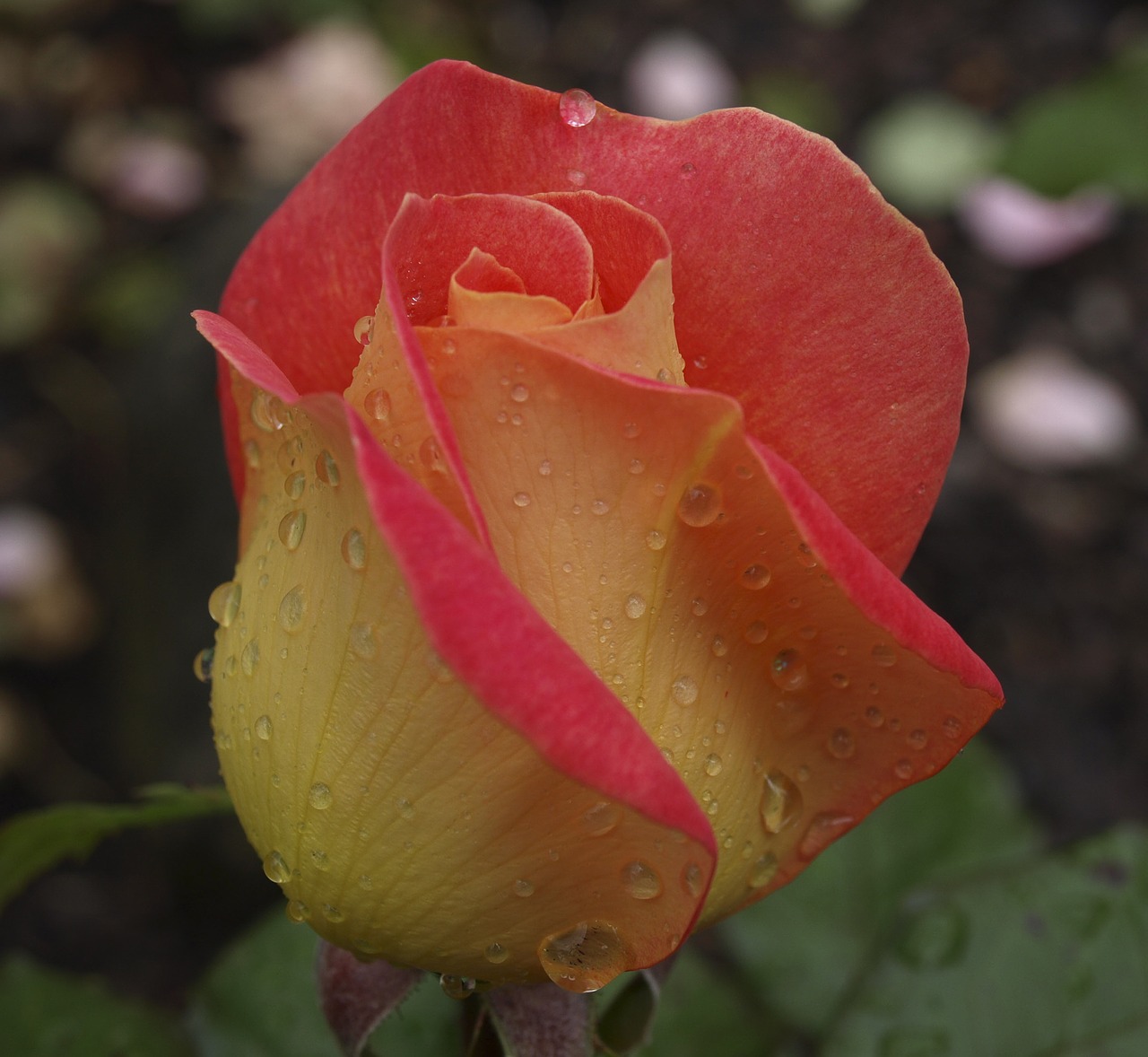 rose garden floral free photo